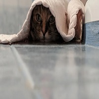 spying on couples